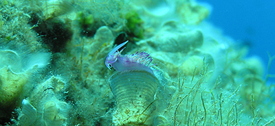 Diving in Hvar